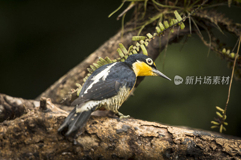 黄额啄木鸟(Melanerpes flavifrons)